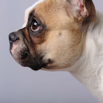 Fransk Bulldog Stodig Fransk Bulldog Stodig