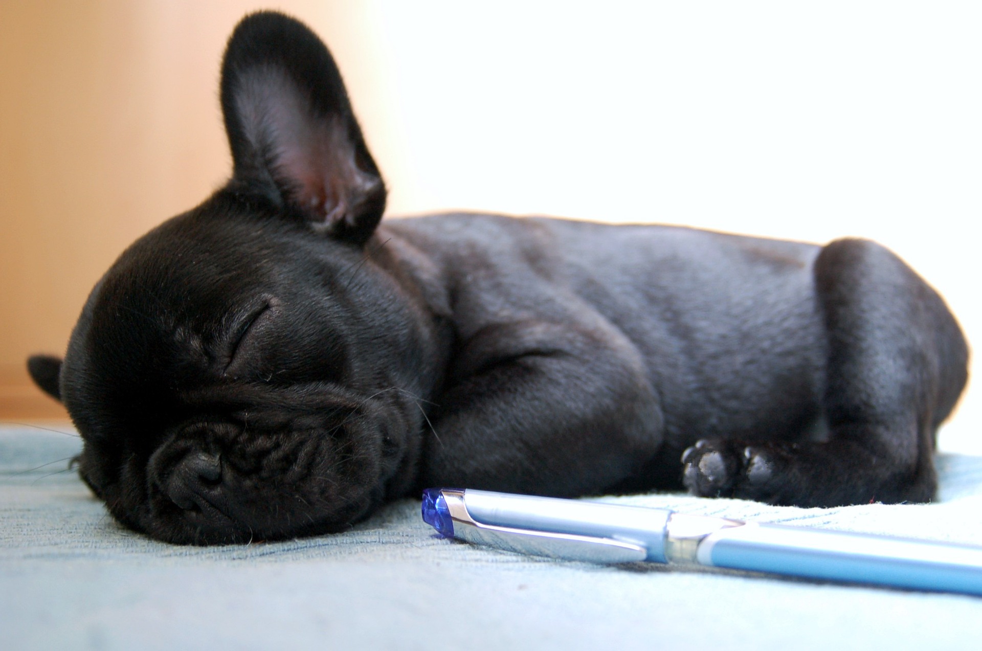 Fransk Bulldog Syg