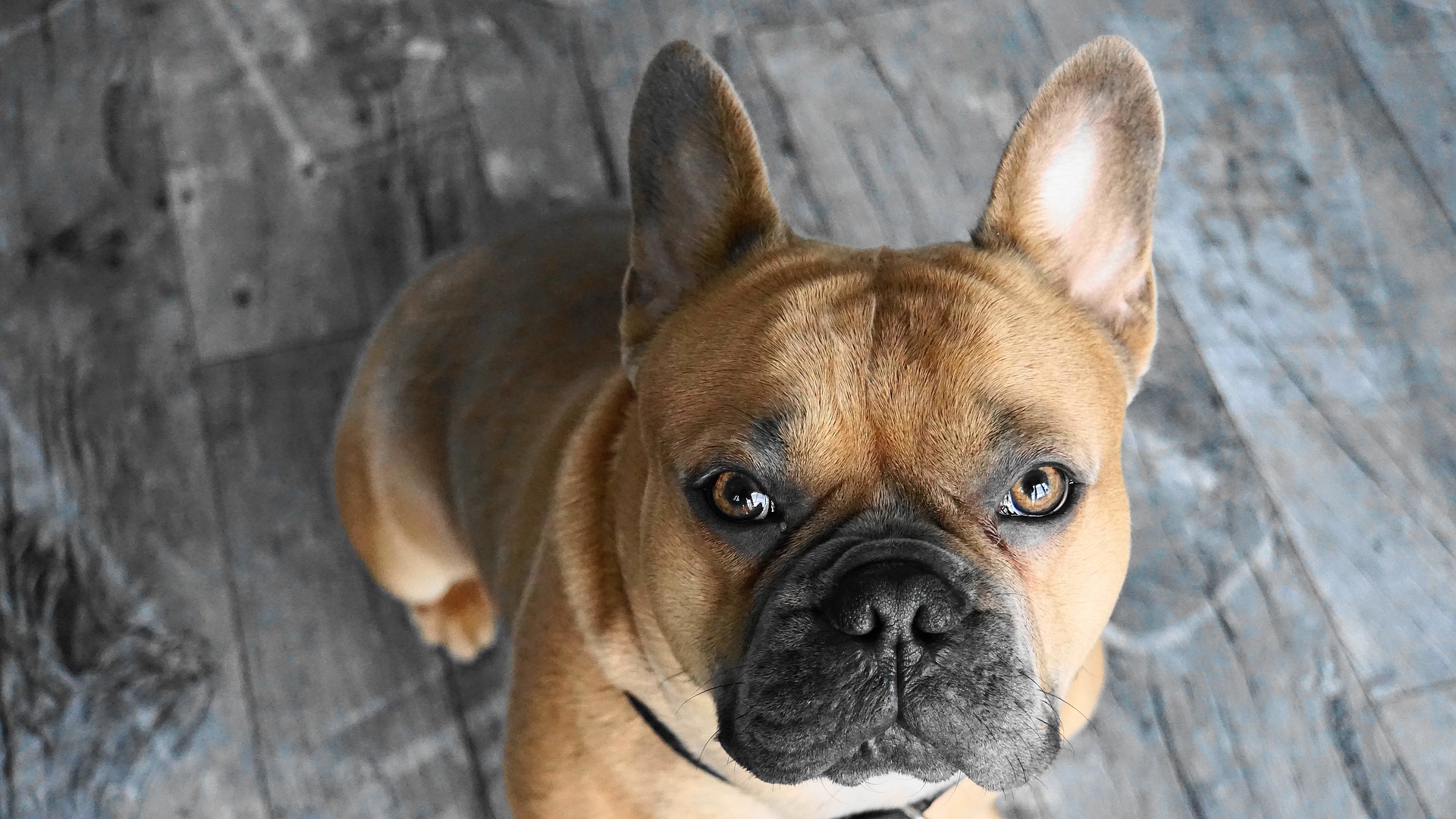 Opdragelse Af Fransk Bulldog