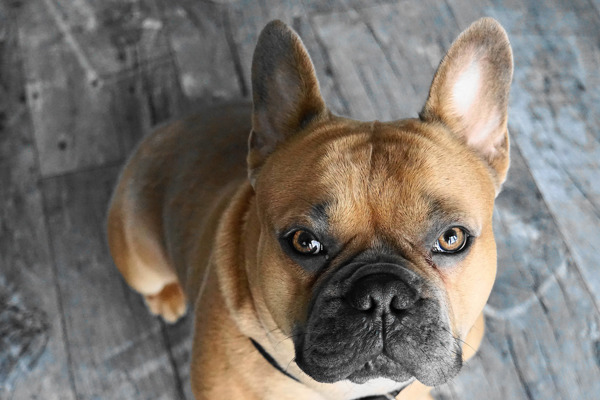 Hvordan opdrager jeg min franske bulldog hvalp?