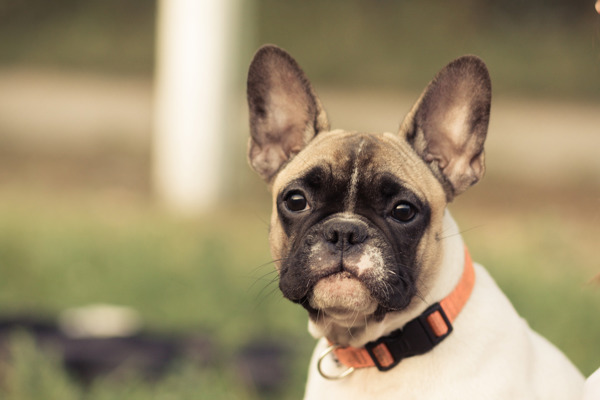 6 ting du ikke vidste om en fransk bulldog