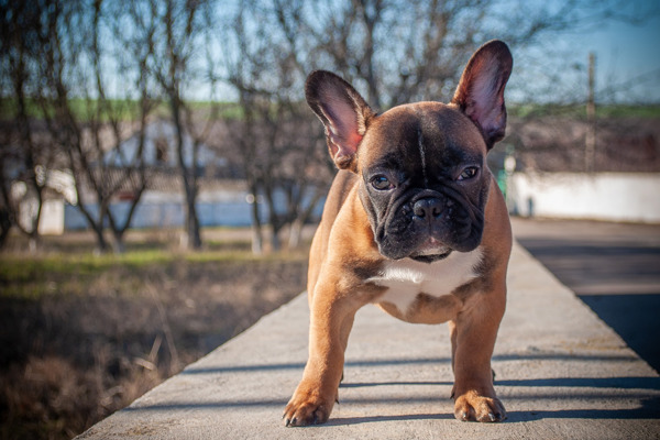 Hvor kan jeg finde en hundeskov med andre Fransk Bulldog?