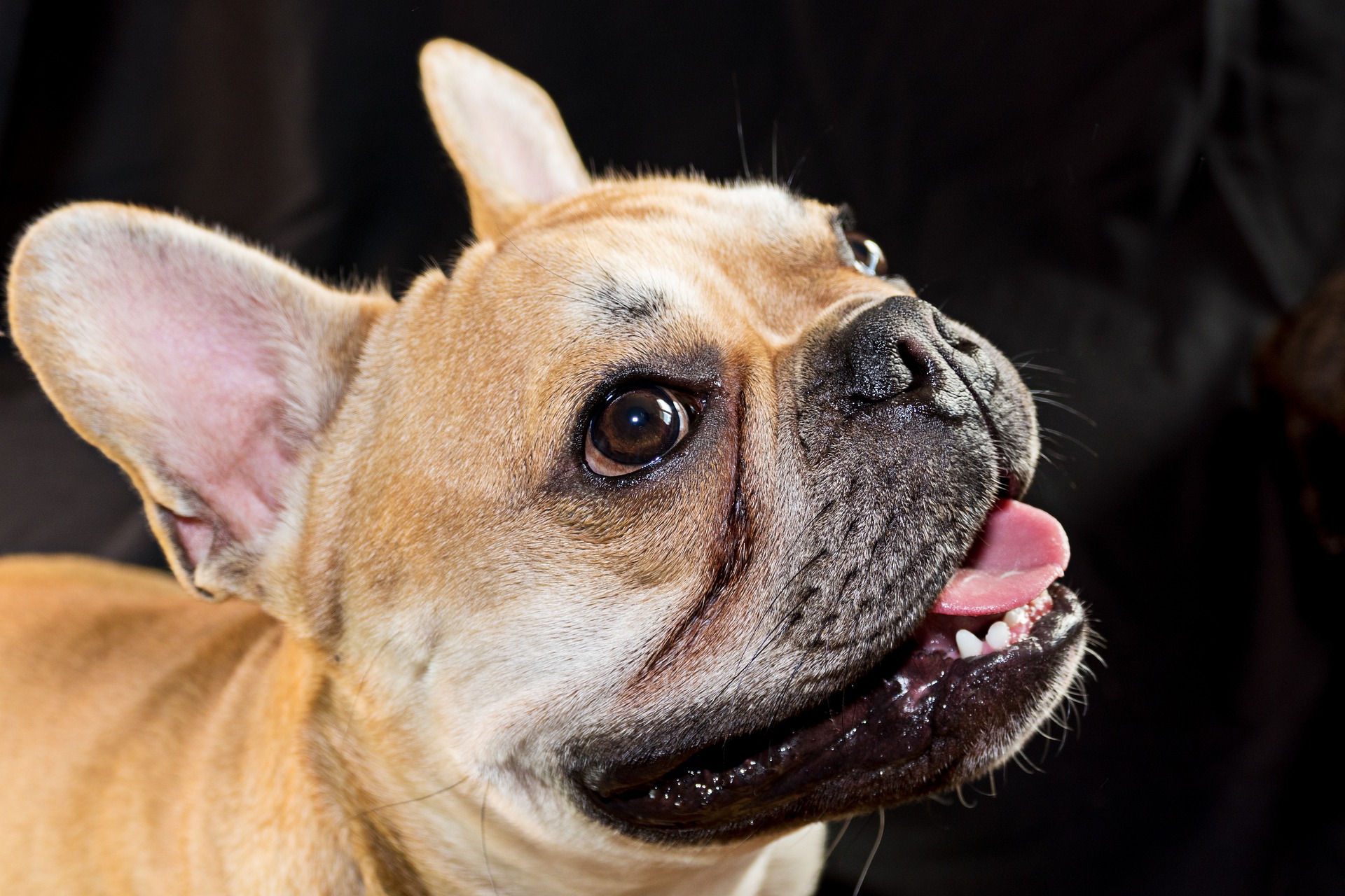 Fransk Bulldog Gør
