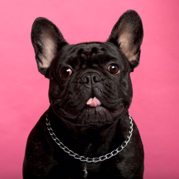 Sod Fransk Bull Dog Sod Fransk Bull Dog