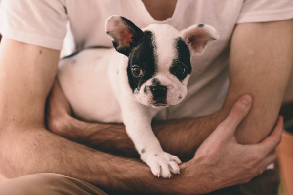 Sådan vasker du din franske bulldog