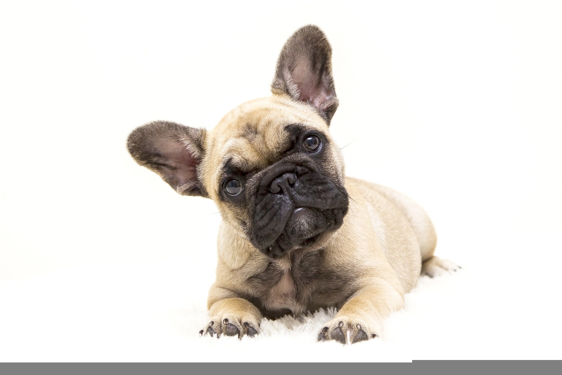 Fransk Bulldog Kan Med Andre Hunde