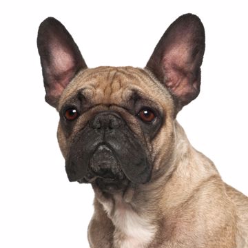 Fransk Bulldog Profil (1) Fransk Bulldog Profil (1)
