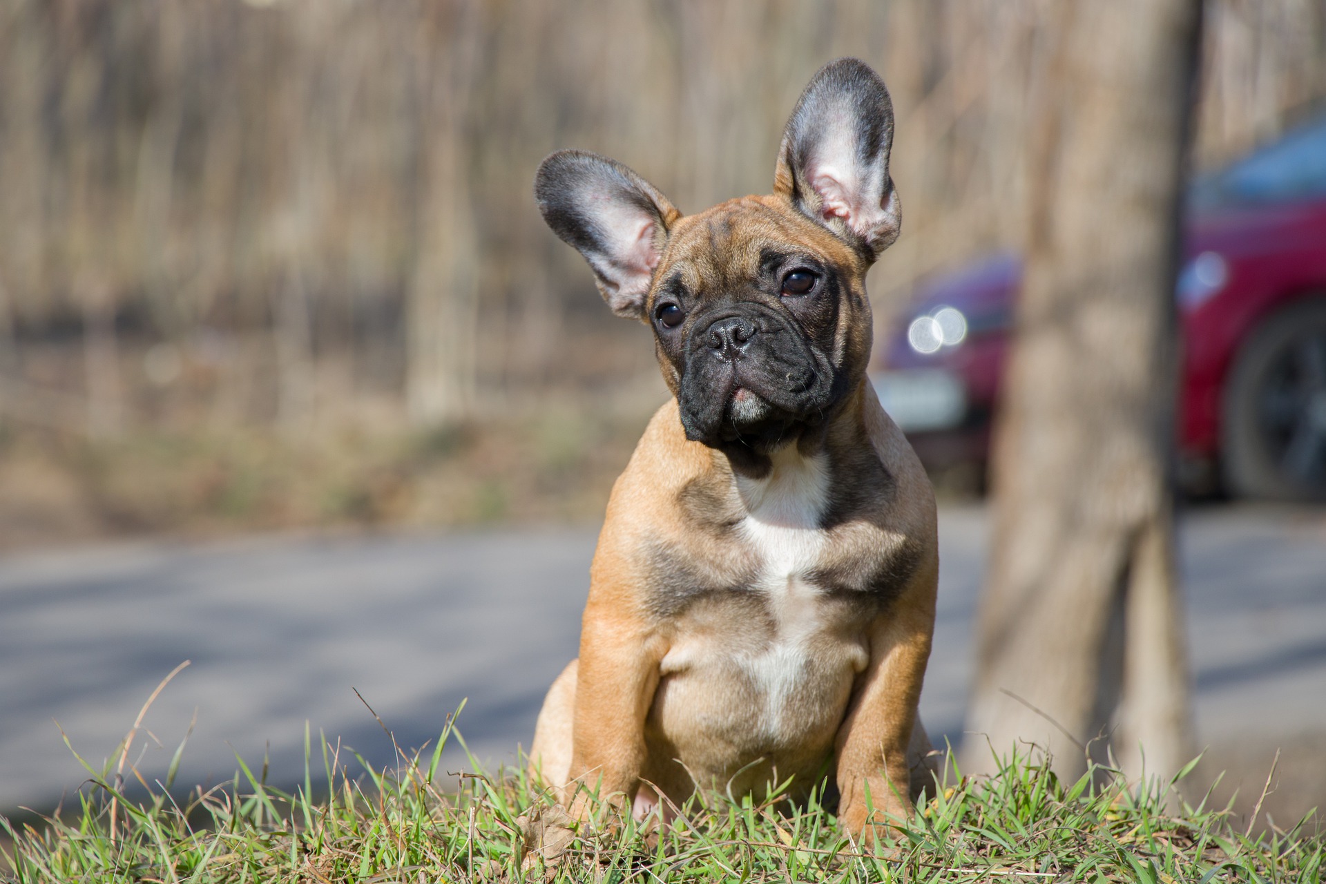Fransk Bulldog Opdragelse