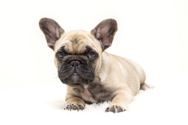 Kan din franske bulldog kommunikere med andre hunde?