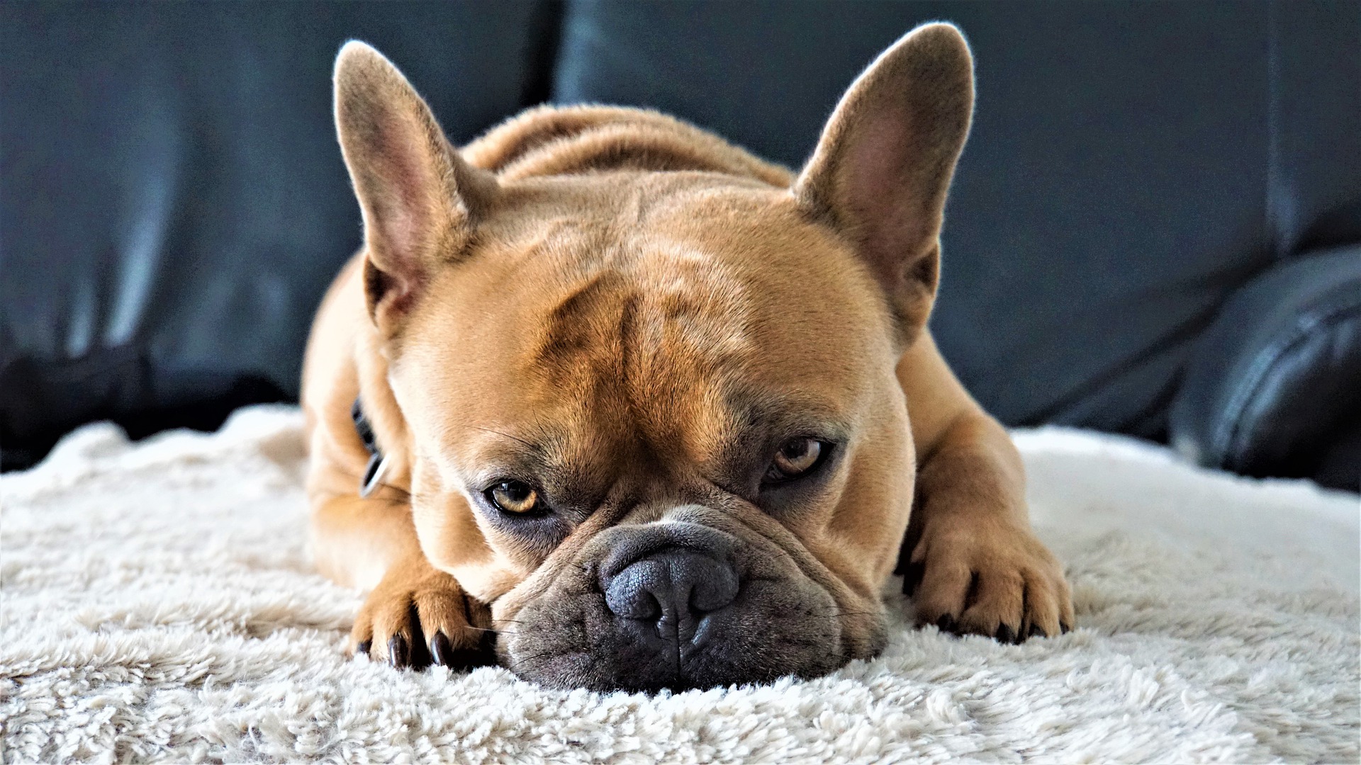 Sygedomme Fransk Bulldog