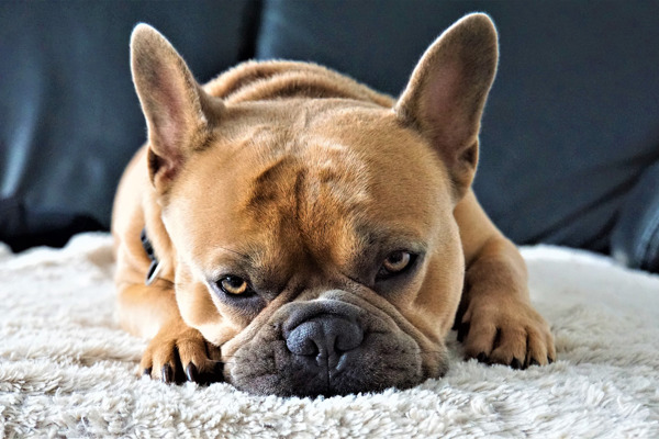Sygdomme som man skal være opmærksom på ved en fransk bulldog