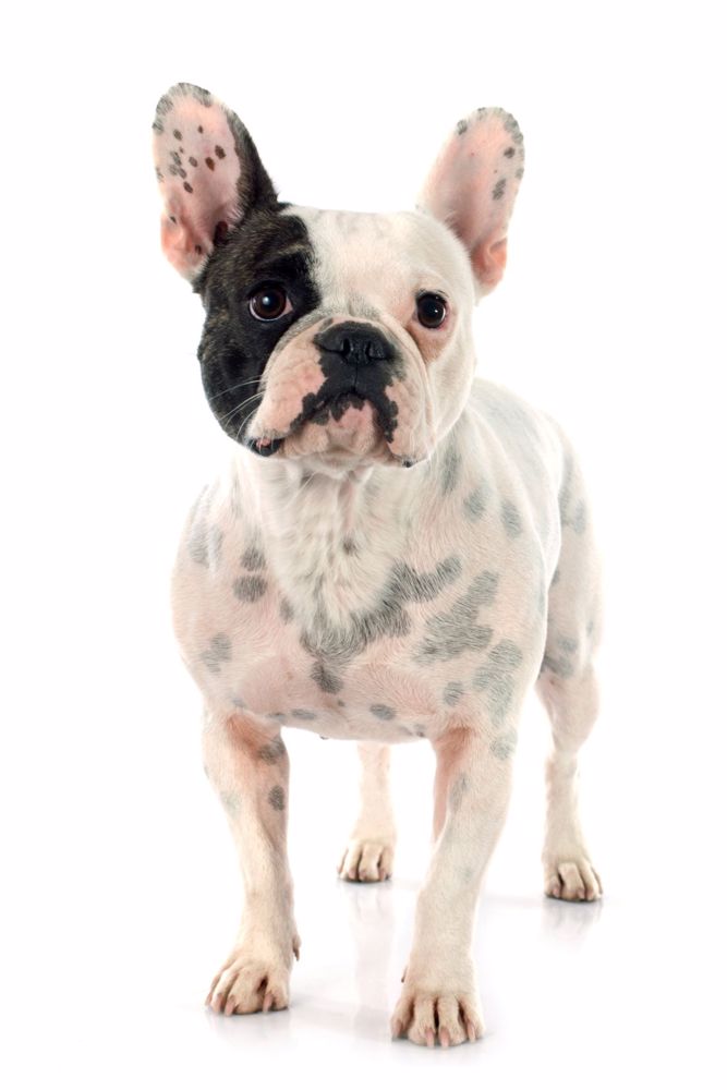 main Franskbulldog.Dk