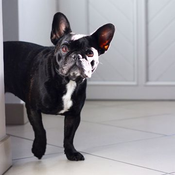Fransk Bulldog Vogter Fransk Bulldog Vogter